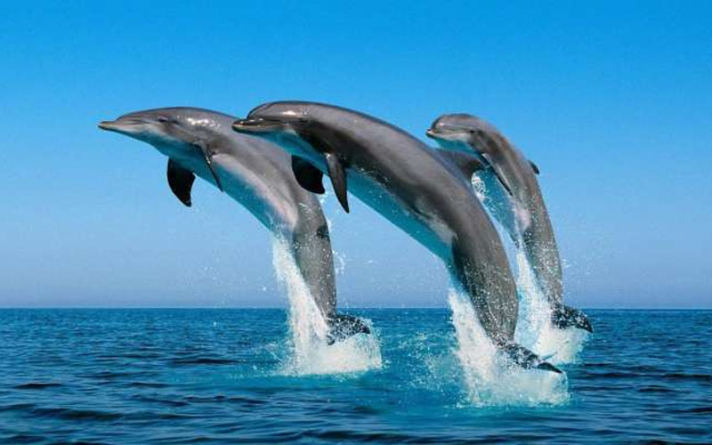 Dolphin Spotting in Musandam